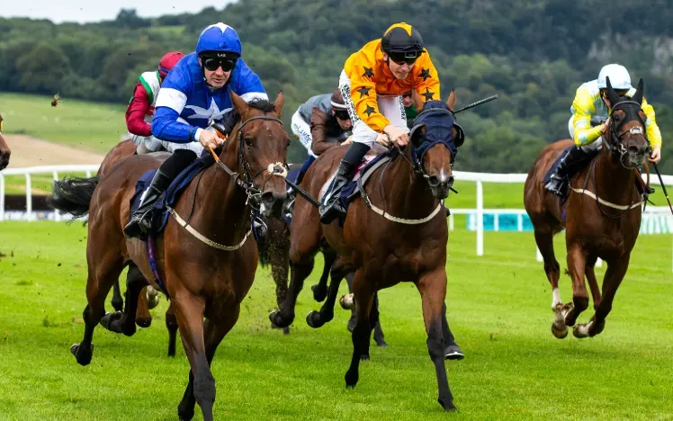Horses racing with the jockeys focused on the finishing line