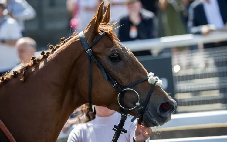A close up of a horse in the parade ring at Chepstow