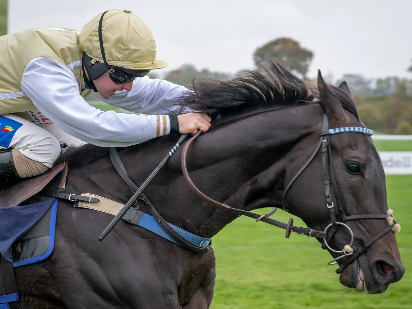 horse racing 